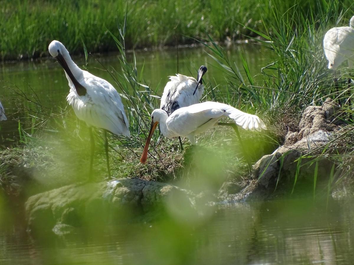 Agriturismo Venice Photobirding Tessera Luaran gambar