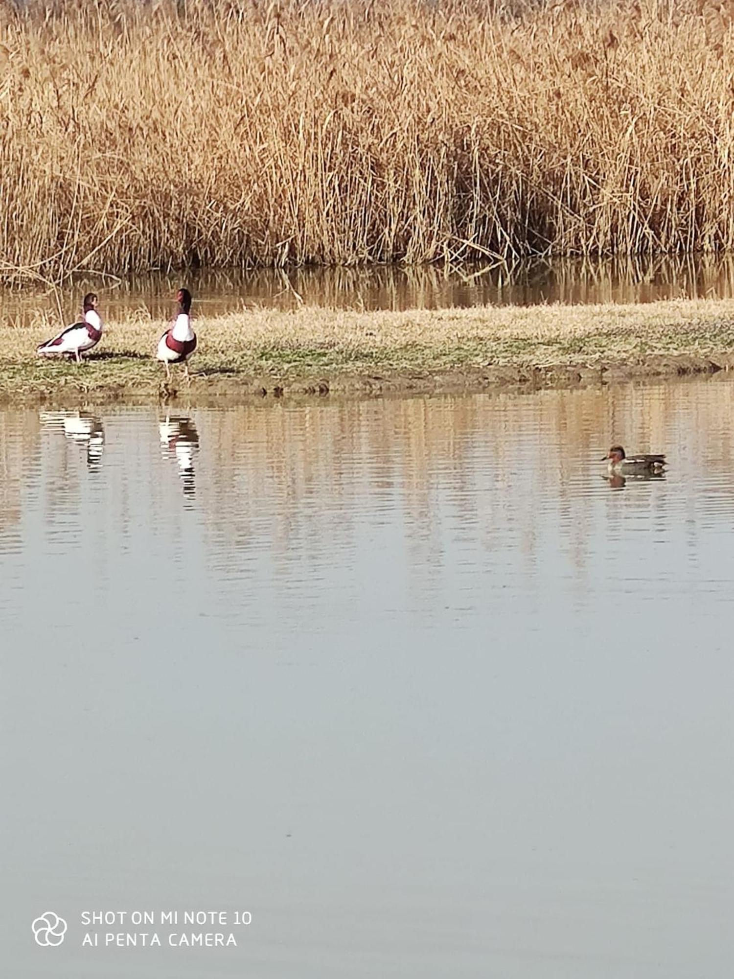 Agriturismo Venice Photobirding Tessera Luaran gambar